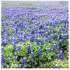Texas & Oklahoma Wildflower Seeds Mix - Native Annuals, Perennials