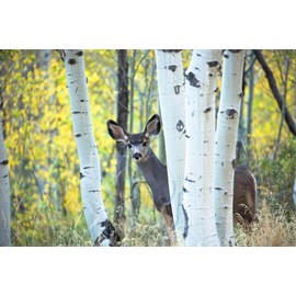 Wildlife Photography Print (Not Framed) Picture of Mule Deer Hiding Behind Aspen Trees on Autumn Day at Maroon Bells Colorado Animal Wall Art Rocky Mountain Decor (8" x 10")