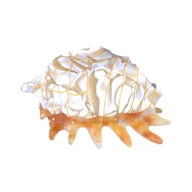 Novelty Sea Snail Hair Clip,Cute Acetate Claw Clips,Big Conch Hair Clips for Women,White