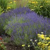 Outsidepride Lavender Hidcote - 1000 Seeds