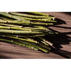 Willow 10 Globe Willow & 10 Corkscrew Tree Cuttings  - Fast Growing
