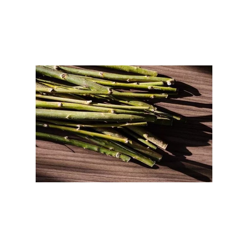 Willow 10 Globe Willow & 10 Corkscrew Tree Cuttings -