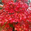 30+ Red Maple Seeds for Planting Outdoors - Heirloom Maple