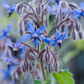 200+ Borage Seeds for Planting - Non-GMO Heirloom Seeds Open Pollinated Non-GMO Wildflower Seeds - Indoors or Outdoor
