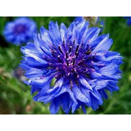 Country Creek DWARF BLUE BACHELOR BUTTON 100+ SEEDS  BEAUTIFUL FLOWER,BORDER FLOWER