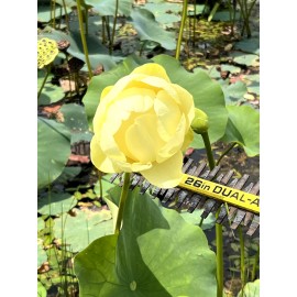 Fresh 10 Seeds Yellow Lotus Flower Seeds American Water Lily for Pots or Pond