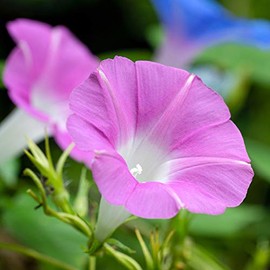 Outsidepride Morning Glory Pink - 50 Seeds