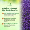Outsidepride Cascade Blue Aubrieta Rock Cress Seeds - 2000 Pcs