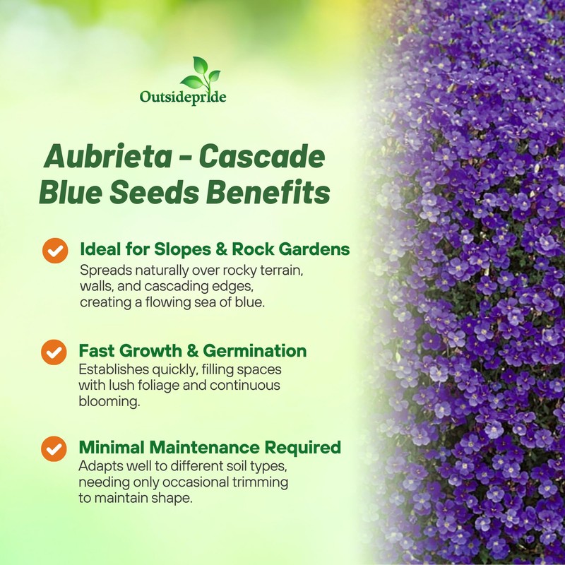 Outsidepride Cascade Blue Aubrieta Rock Cress Seeds - 2000 Pcs