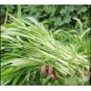 Seed-Top 100+ Seed Water Spinach White for Yard & Garden