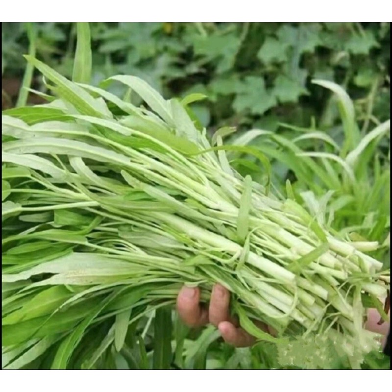 Seed-Top 100+ Seed Water Spinach White for Yard & Garden