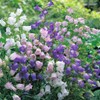 NIKA SEEDS - Flowers Canterbury Bells Double Mix (Cups and