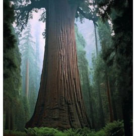 Sequoia gigantea (Giant Sequoia, Sierra Redwood, Dr. Seuss Tree) Tree Seeds, Thick, Fire-Resistant Bark, Seeds by MySeeds.Co, You Choose The Amount (2 Grams)