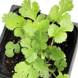 Live Organic Cilantro Plant - Coriandrum Sativum - 3 Inch Pot - Freshly Grown and 100% All Natural - Perfect for Windowsill Gardens