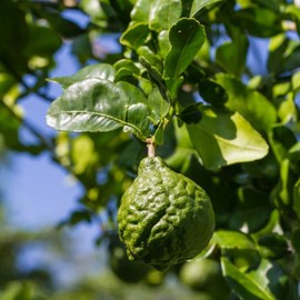 CHUXAY GARDEN Kaffir Lime Seed 55 Seeds Edible Citrus Hystrix Fruit Fragrant Seasoning Culinary Plants Great Ornamental Features