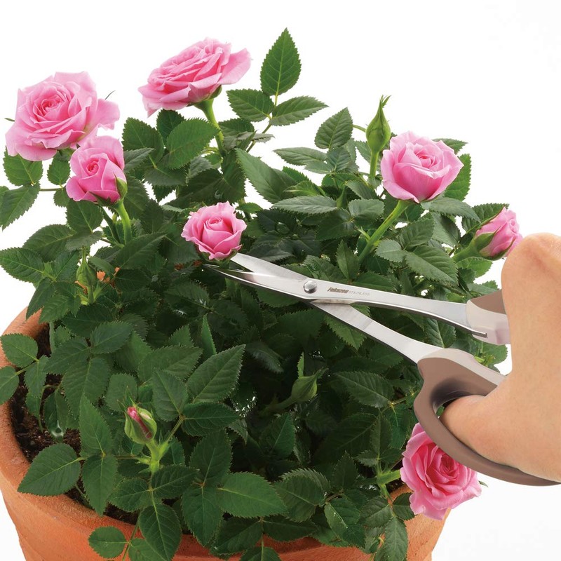 TAKAGI Stainless Steel Long Reach Bud Cutting Shears with Main