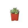 House Plant Shop | Cactus& Succulent Plant | Live Indoor