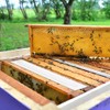 Qualirey 50 Packs Reusable Hive Beetle Trap, Plastic Blaster Beetle