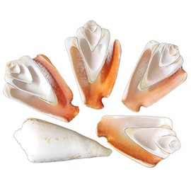 24 Half Cut Strawberry Strombus Shells Sliced Seashells 2" Beautiful Beach Wedding Crafts Decor