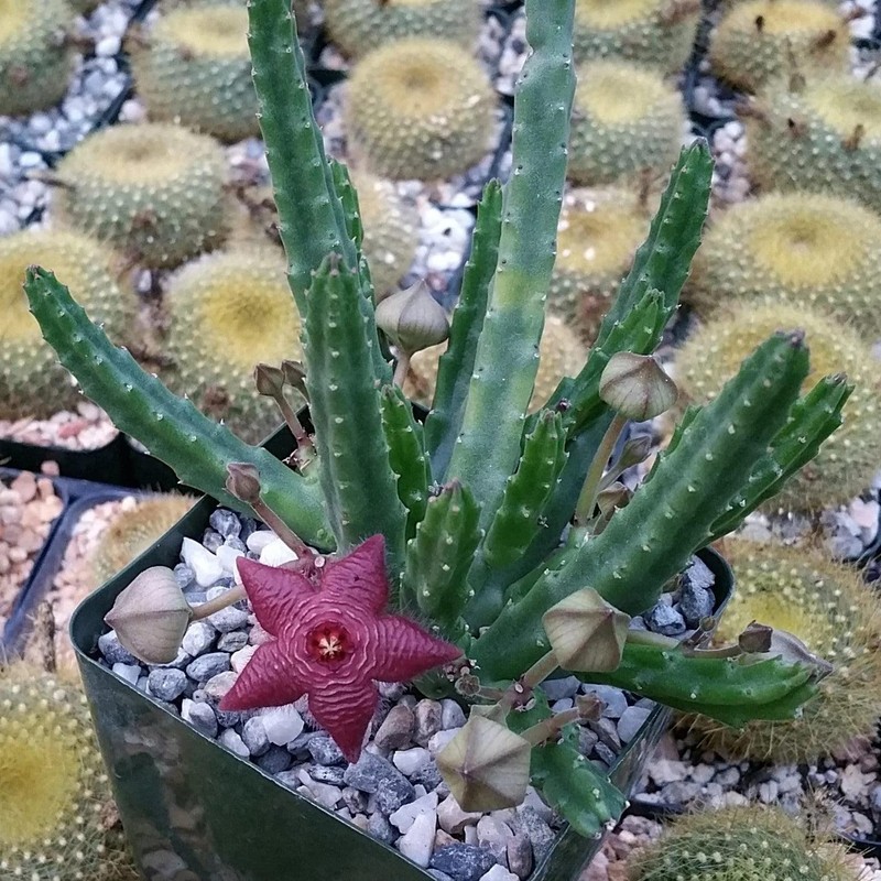 Stapelia scitula Cacti Cactus Succulent Real Live Plant