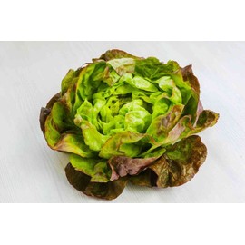 Fresh BRONZE MIGNON BUTTERHEAD LETTUCE 2400 SEEDS FRESH FOR GARDENS
