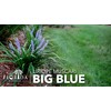 Liriope Big Blue | 20 Live Plants | Liriope muscari