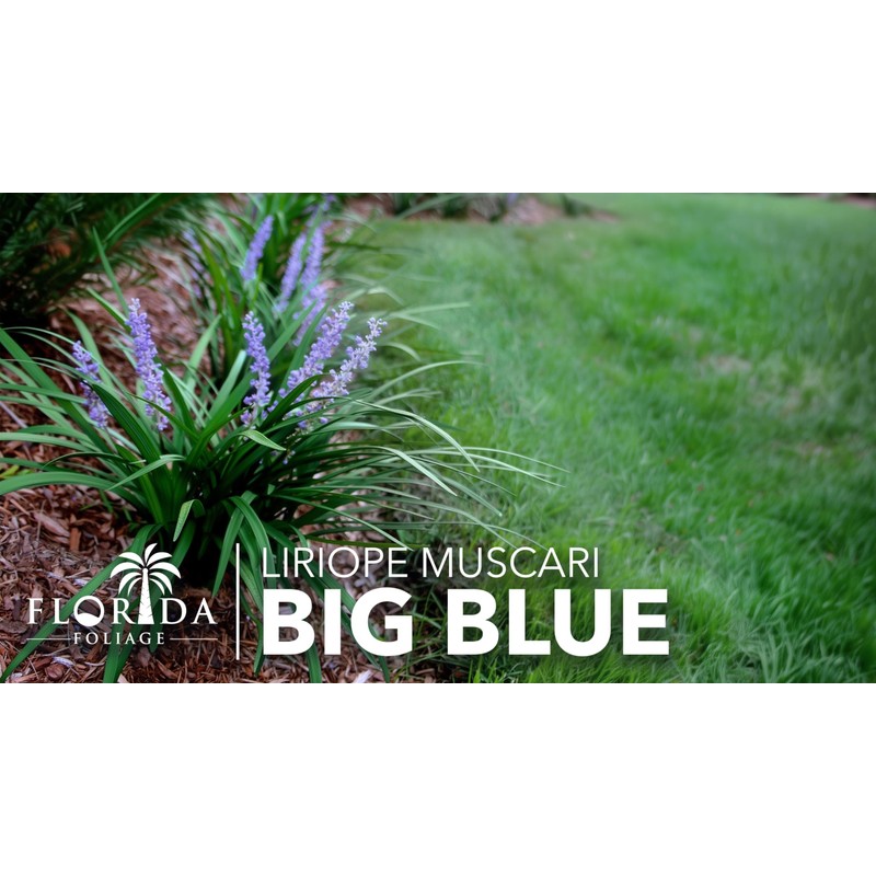 Liriope Big Blue | 20 Live Plants | Liriope muscari