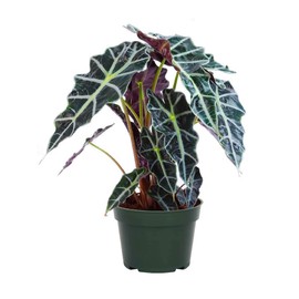 American Plant Exchange Alocasia Polly African Mask Plant, Live Easy Care Tropical Houseplant, 6-Inch Pot, Air Purifying Elegance for Home, Office, and Garden Decor