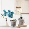 5 Sets Orchid Flower Pot Breathable Clear Orchid Planting Pot