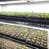 Full Spectrum LED Plant Growth Light Board Supplement Light for