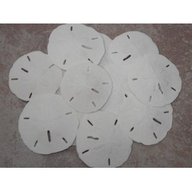 Sand Dollars Sea Shell Craft Wedding 3" - 3 1/2" (Pack of 10)