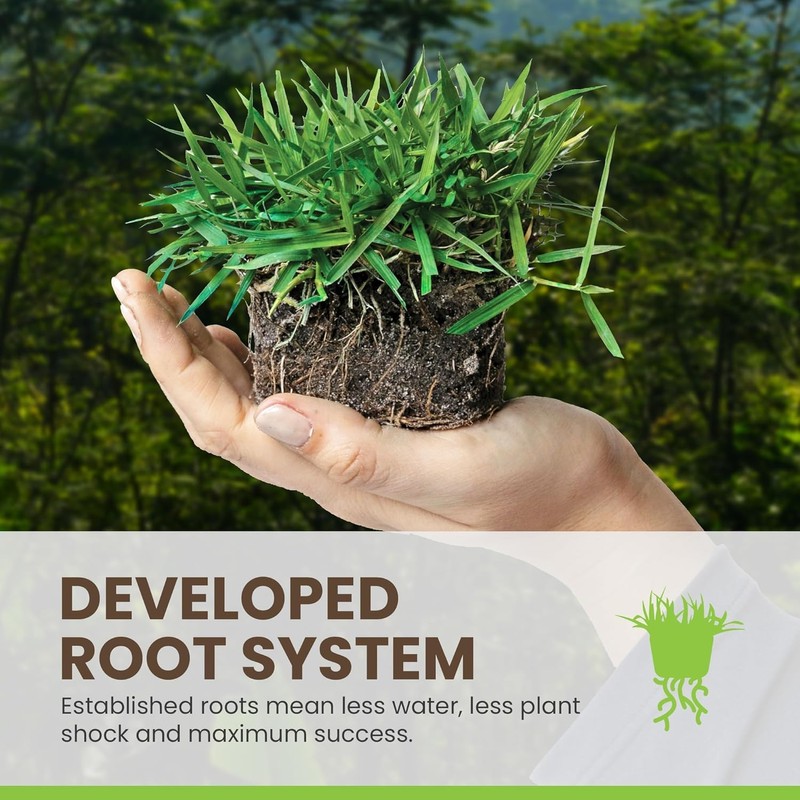 SodPods® Zoysia Grass Plugs for Lawn Repair, 3" x 3"