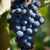 Ozark Mountain Plants 2 - FREDONIA Live Wine Grape Vine