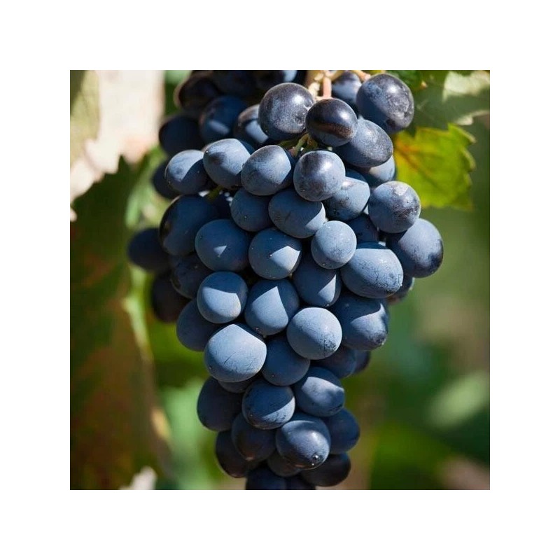Ozark Mountain Plants 2 - FREDONIA Live Wine Grape Vine