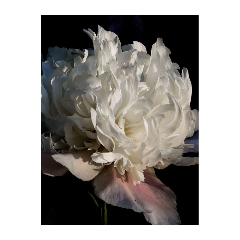 Classic Garden Milky Bath x 5pcs / 클래식 가든 밀키