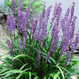 Grass 1 Gal. Big Blue Liriope Grass Plant