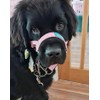 Big Dog Styles Head Collar. Made in UK for Large