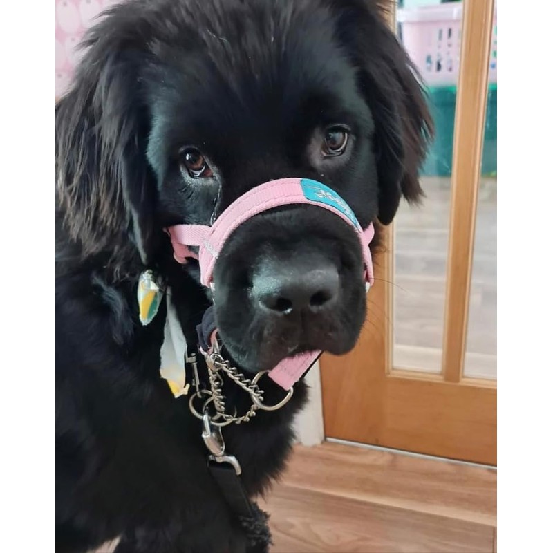 Big Dog Styles Head Collar. Made in UK for Large