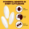 SunGrow Large Cuttlefish Bones for Cockatiels, Turtles, Shrimp, Dog Calcium,