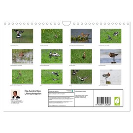 Die bedrohten Uferschnepfen (Wandkalender 2026 DIN A4 quer), CALVENDO Monatskalender