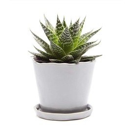 CHIVE ‘Tika’ Big Succulent Pot — 5” Cute Planter Pots for Indoor Plants — Beautiful Modern Decor for Home & Kitchen — Grey