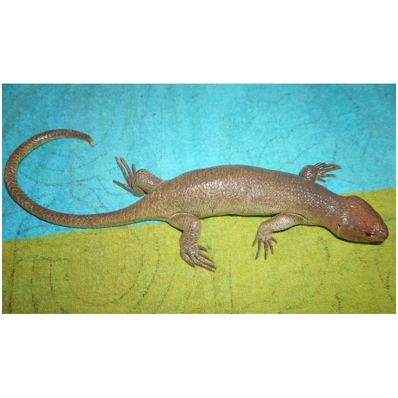 Tree Skink Lizard Replica - Solomon Islands Skink - AAA