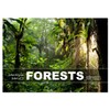 Wonderful World - Forests (Monthly Wall Calendar 2026 16.5" x