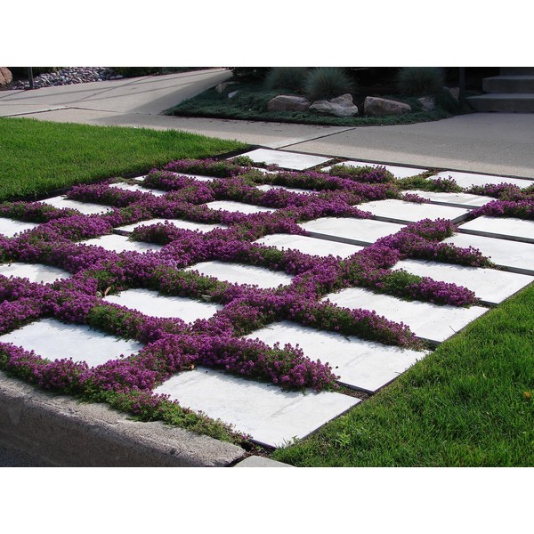 1,000 Creeping Thyme Seeds for Planting - Heirloom Non-GMO Ground