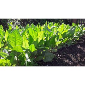 Seeds Sorrel Broadleaf 40 Days Herb Heirloom for Planting Non GMO 2000 Seeds