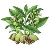 Gemlite Cardamom (Elettaria cardamomum) all natural uncut Essential Oil, 12