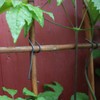 Pack of 100 Bamboo Clips – Clay Clips – for Building Trellis Yourself