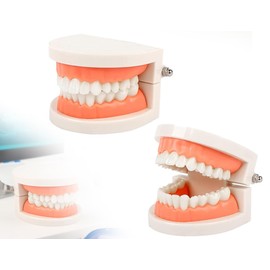 KAPSING Dental Model Standard Dentist Toy Tooth Model for Teaching Teeth Brushing Children