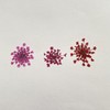 100pcs/pack Ammi majus Natural Pressed Dried Flower for Resin Jewelry