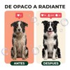 Shampoo para Perros y Cachorros - Sin Sulfatos ni Parabenos